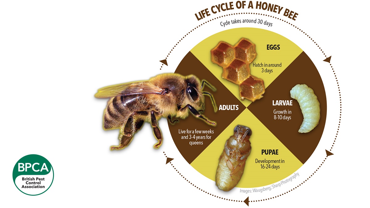 5739-BPCA-Life-cycle-honey-bee-with-logo 5739-BPCA-Life-cycle-honey-bee-with-logo