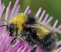 Easrly bumble bee-3 Easrly bumble bee-3