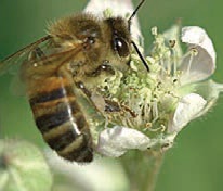 Honey Bee-1 Honey Bee-1