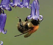 Tree bumble bee-5 Tree bumble bee-5