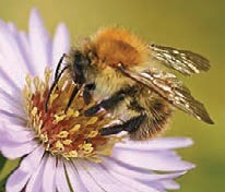 common carder bee-9 common carder bee-9