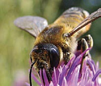leaf cutter bee-11 How to get rid of bees