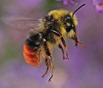 red-tailed bumble bee-4 red-tailed bumble bee-4