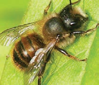 red mason bee-2 bee nest