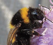 small garden bumble bee-9 small garden bumble bee-9