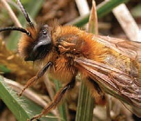 twany mining bee-7 twany mining bee-7