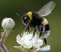 white-tailed bumble bee-8 white-tailed bumble bee-8