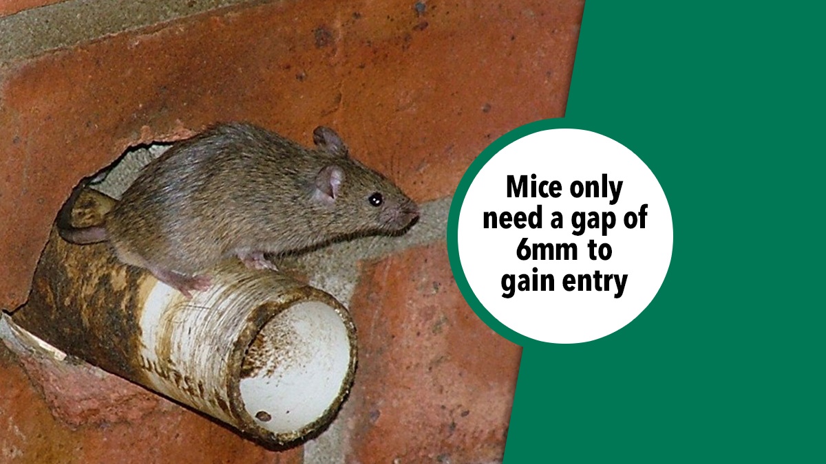 458 mice gap 5mm 458 mice gap 5mm