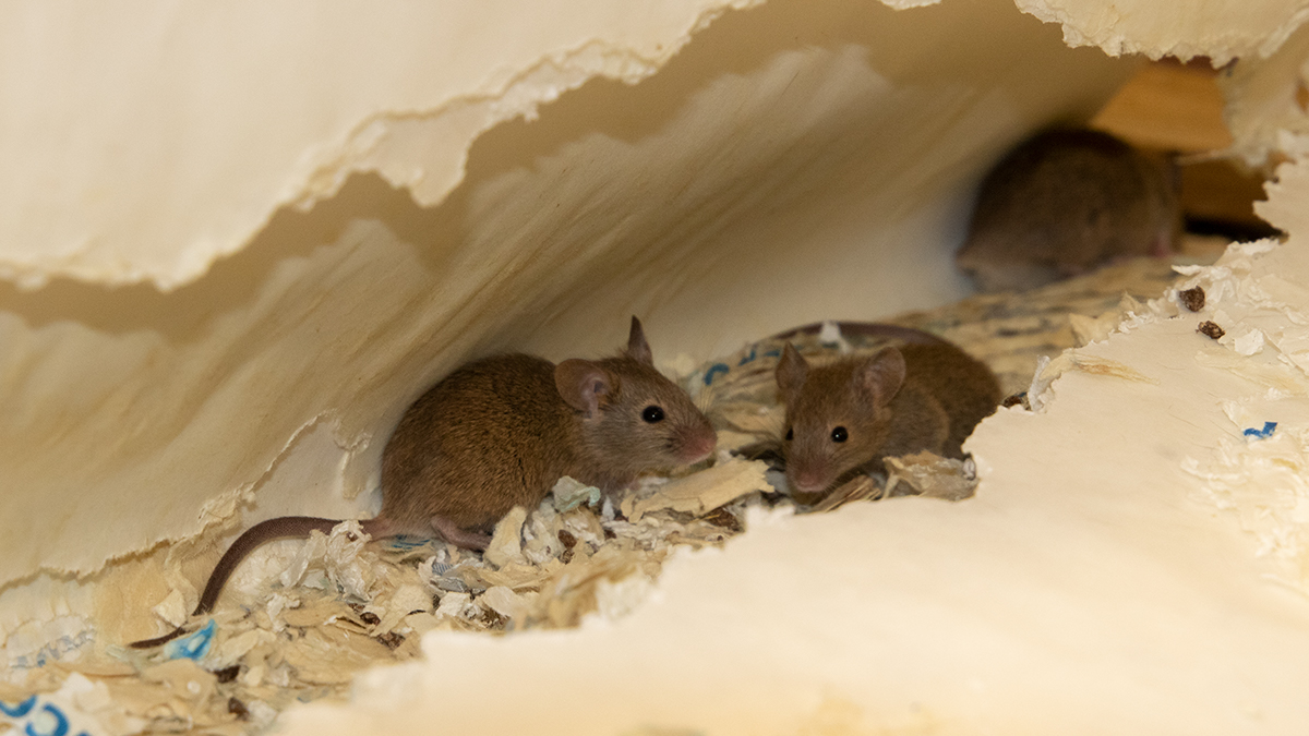 Rentokil David Cross Mouse Nest Mice live in nests that they build out of materials like cloth, wool and paper. Image: Rentokil
