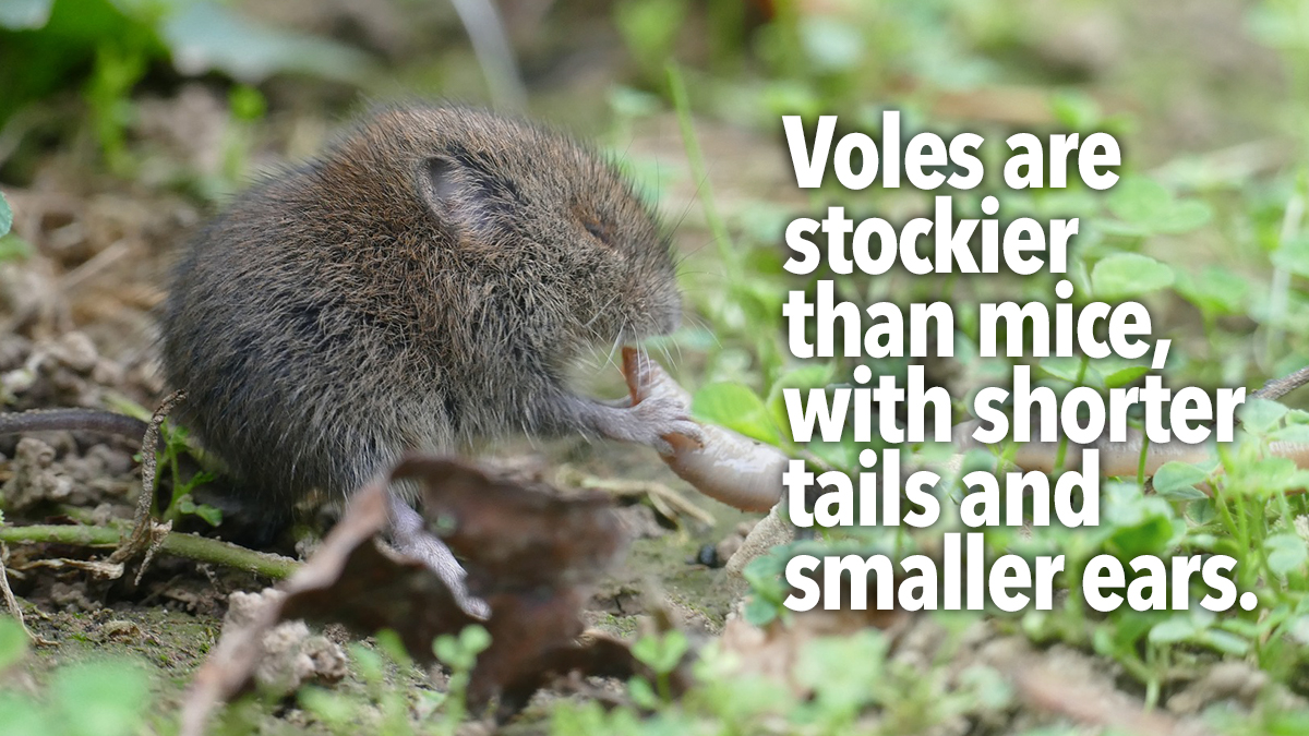 Vole Mouse Compare Vole Mouse Compare