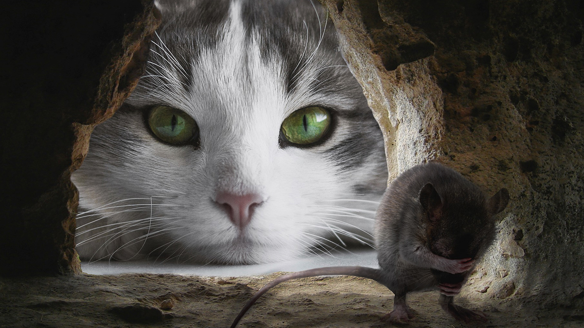 catandmouse catandmouse