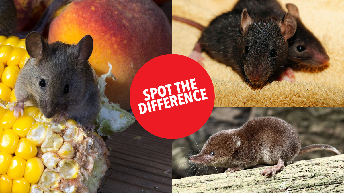 spot the difference spot the difference