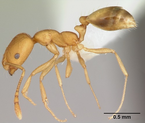 Pharoahs Ants-1 Pharoahs Ants-1