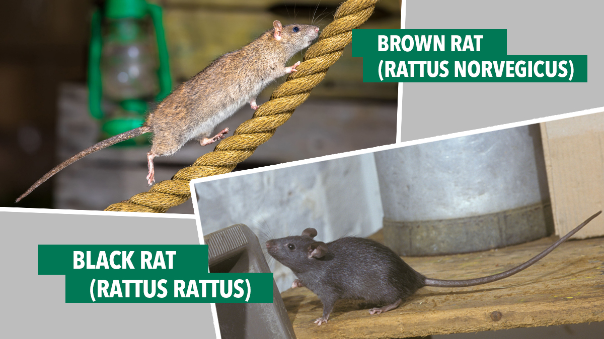 black rat brown rat comparison black rat brown rat comparison