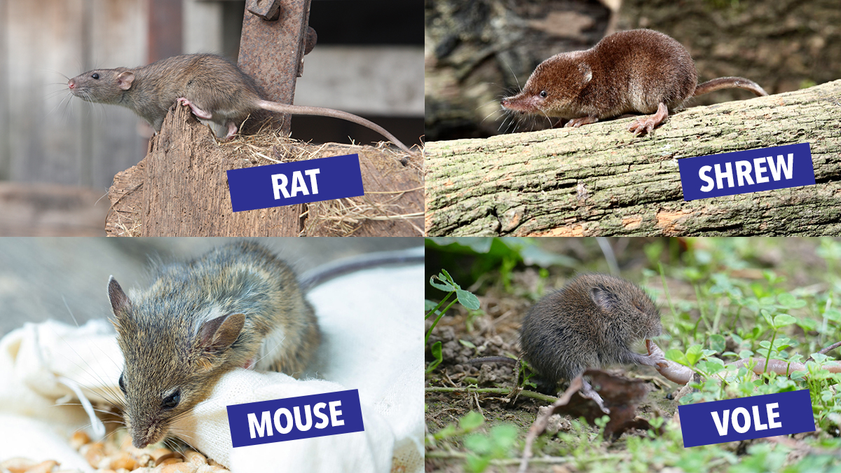 difference rat vole mouse shrew difference rat vole mouse shrew