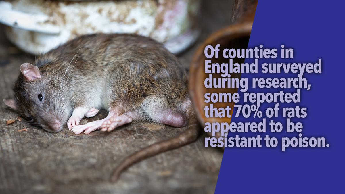 resistant to rodenticide resistant to rodenticide