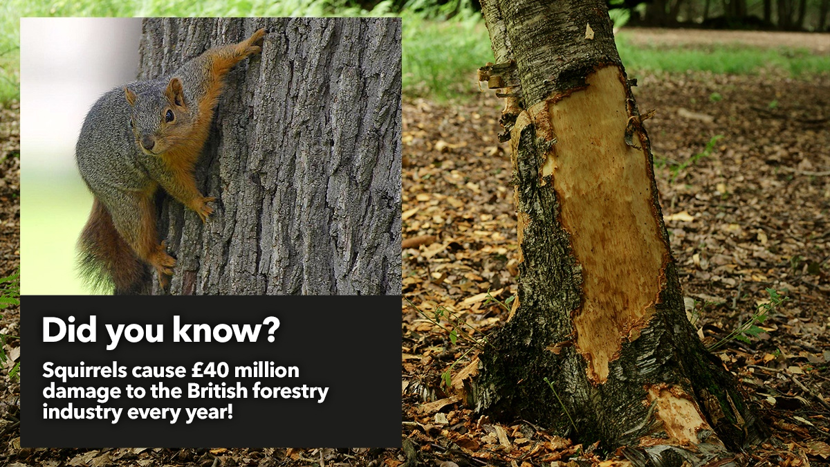 Squirrels cause 40 million damage to British forestry every year Squirrels cause 40 million damage to British forestry every year