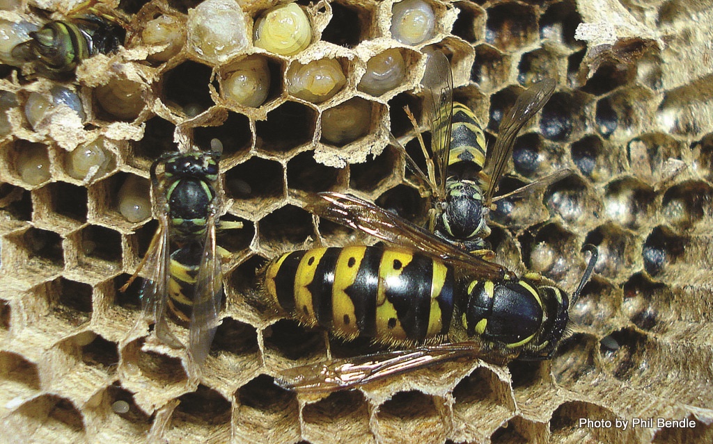 Queen German Wasp and workers - Vespula germanica Photo by Phil Bendle Queen German Wasp and workers - Vespula germanica Photo by Phil Bendle