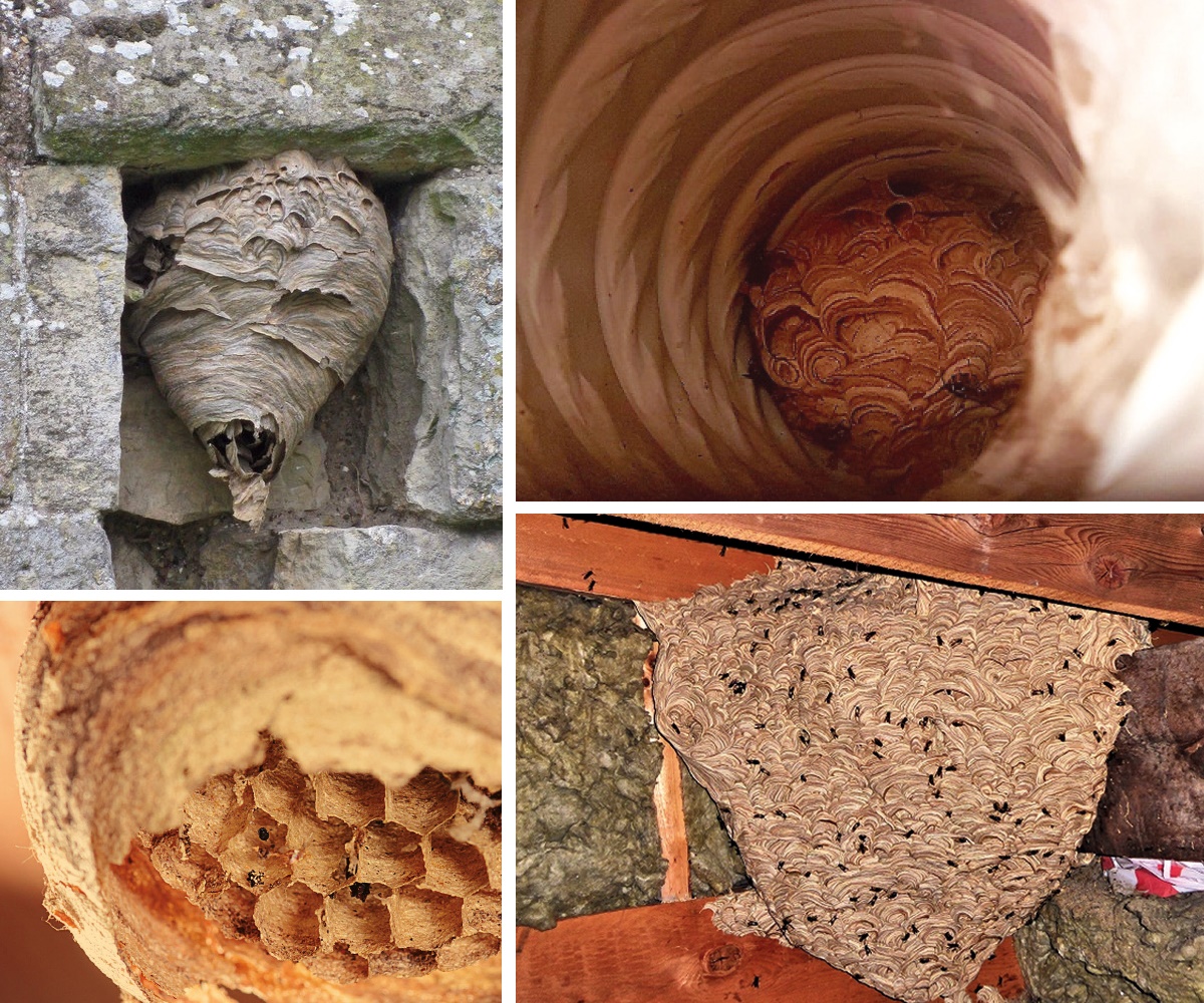Wasp nests come in all shapes and sizes Wasp nests come in all shapes and sizes