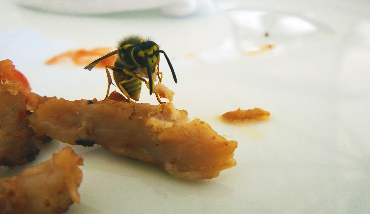 Wasps in your premise can be more than a nuisance Wasps in your premise can be more than a nuisance